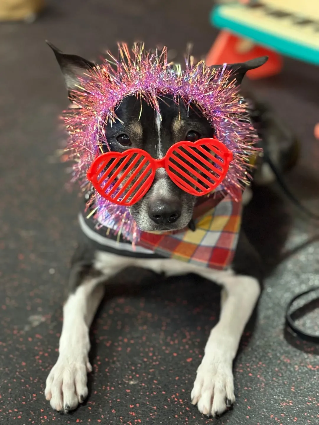 Image of Local Pet Event Trick Dog Seminar Nearby