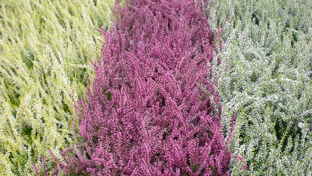 Images Magtenbølle Planteskole ApS