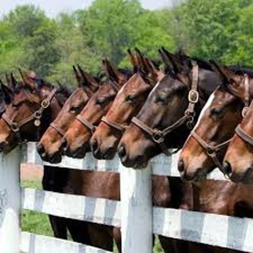 Images Quiliano Riding Club S.D.A.