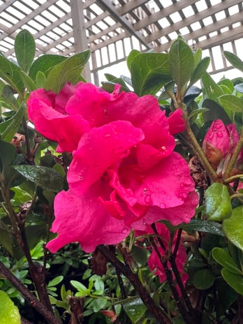 Images Grant Line Garden Center & Nursery