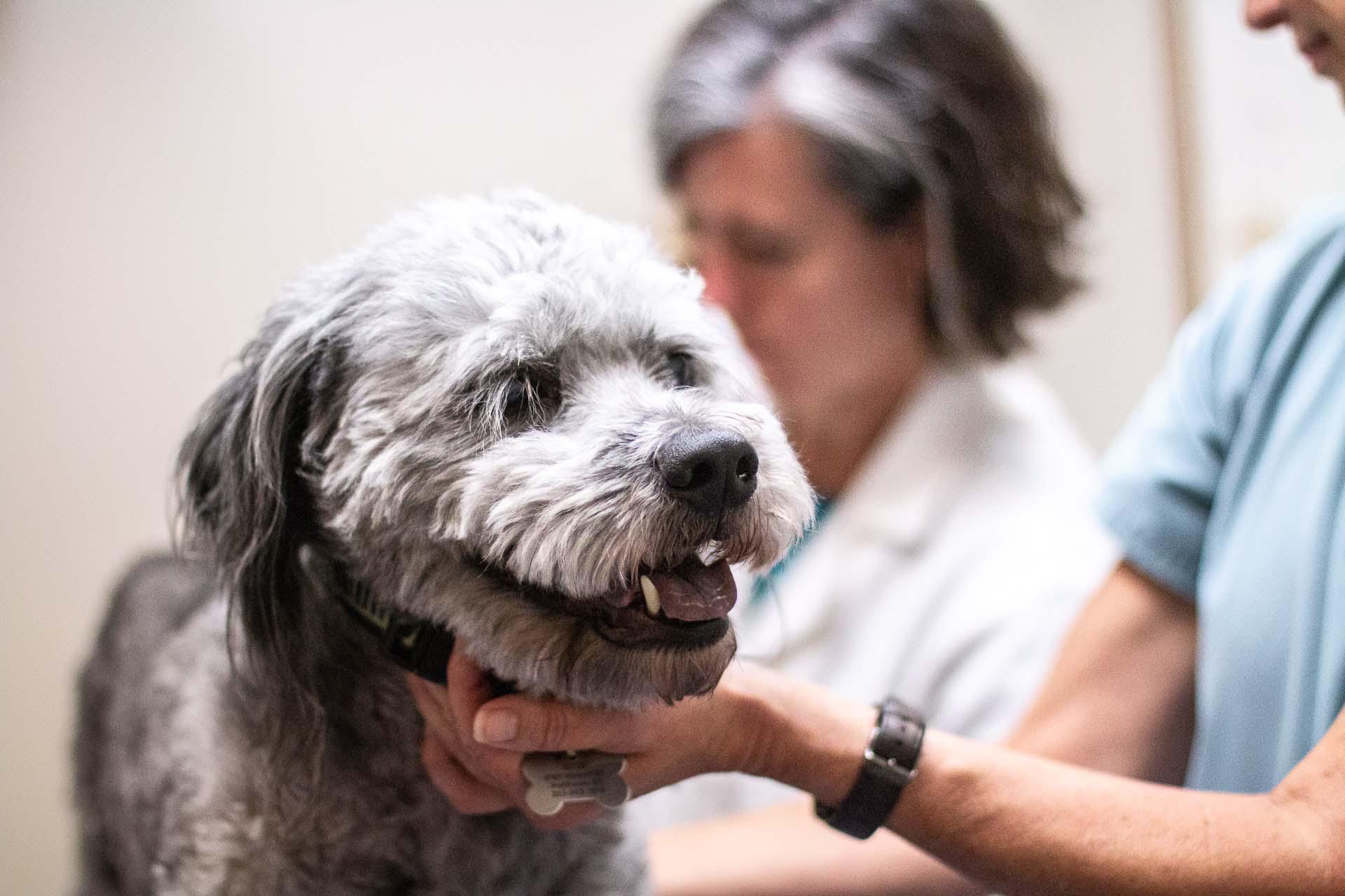 This sweet pup looks ready for a tip-of-the-nose to a tip-of-the-tail exam!
