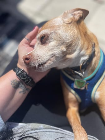 Images Professional Pet Care Consulting LLC