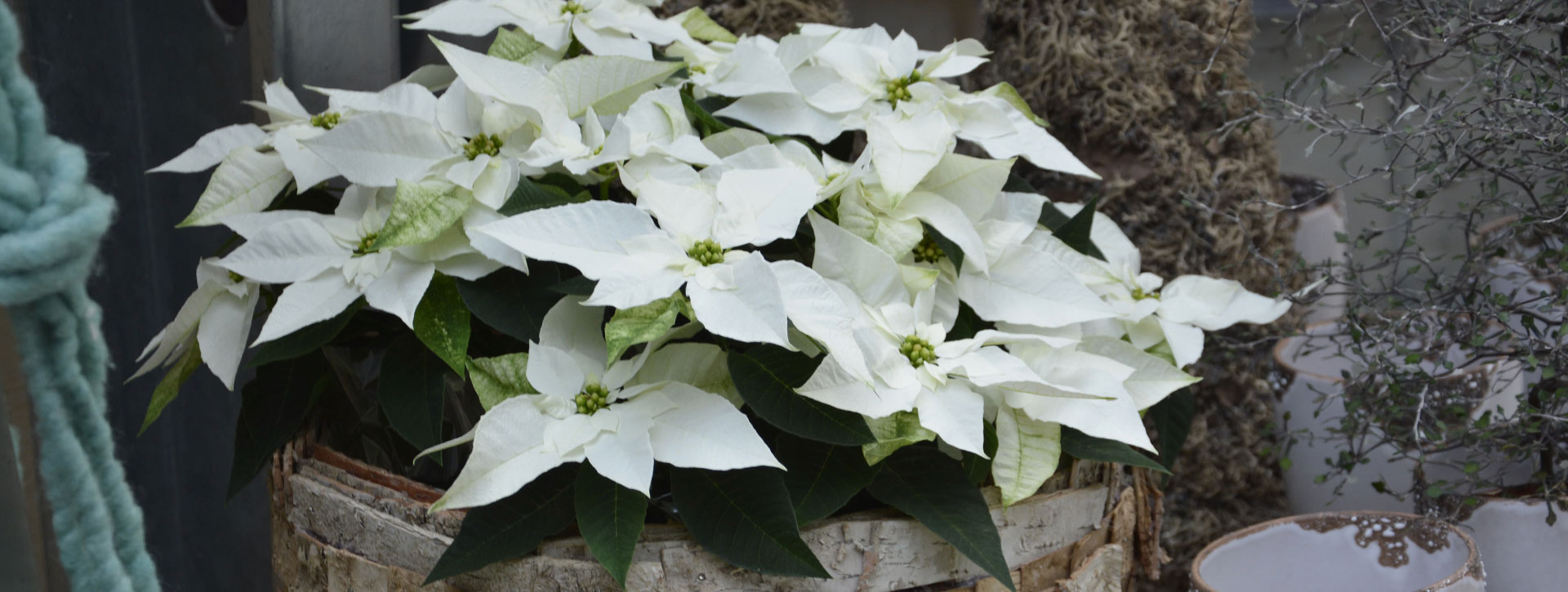 Gärtnerei Ludescher GmbH, Riedle 10 in Klaus