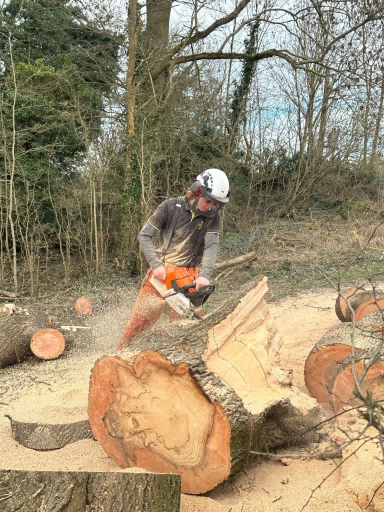 Images Arborex Tree Specialists Ltd