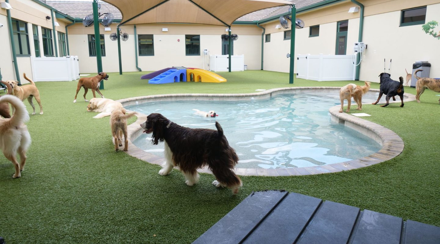 Bayside Pet Resort Image