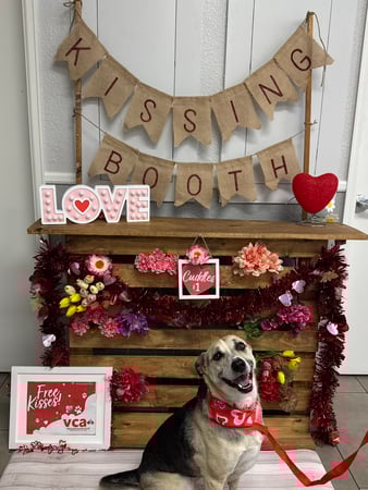 Images VCA Mountainview Animal Hospital & Pet Lodge