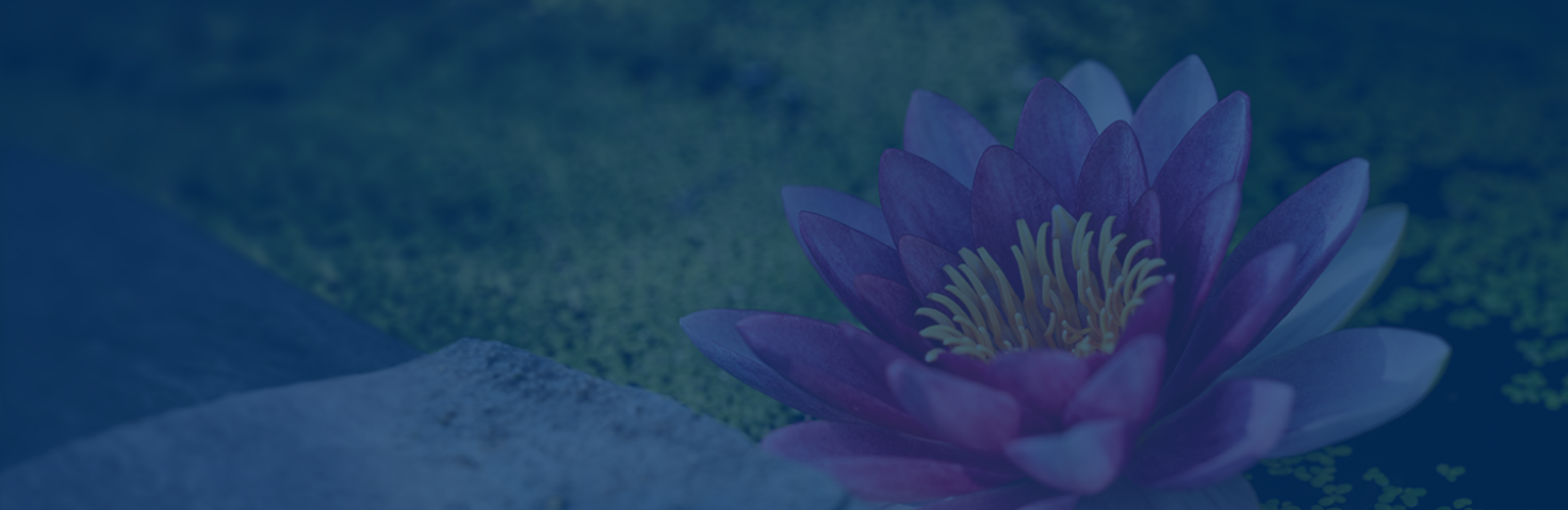 Beautiful pink lotus.