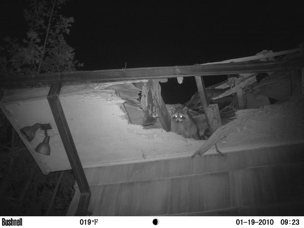 Images Loves Wildlife Removal and Pest Control