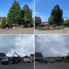 Images SNL Tree Surgeons - Tree Hedge Firewood Specialists Central Scotland