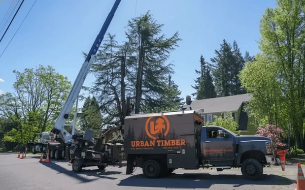 Images Portland Tree Service by Urban Timber