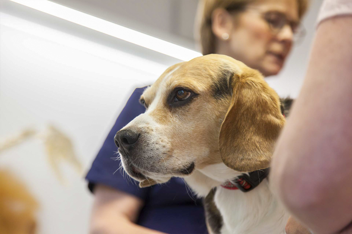 Bild 7 Tierarzt Nieder Schloß Holte-Stukenbrock, Tierärztliches Zentrum am Holter Wald, Kleintierpraxis Dr. Nieder in Schloß Holte-Stukenbrock