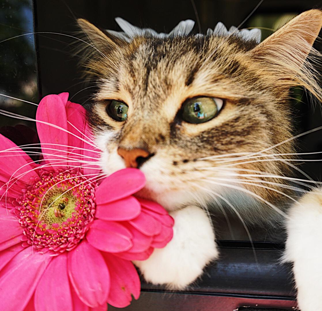 The Charleston Cat Groomer Photo