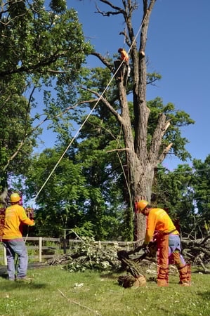 Images Gabriel's Tree Care Company Inc