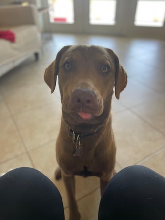 Images Professional Pet Care Consulting LLC