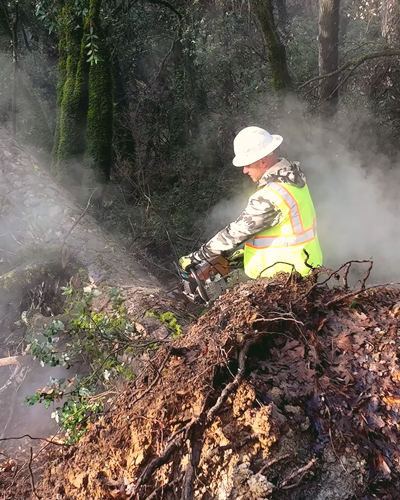 All Aspect Tree Service