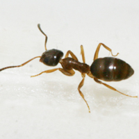 Ant