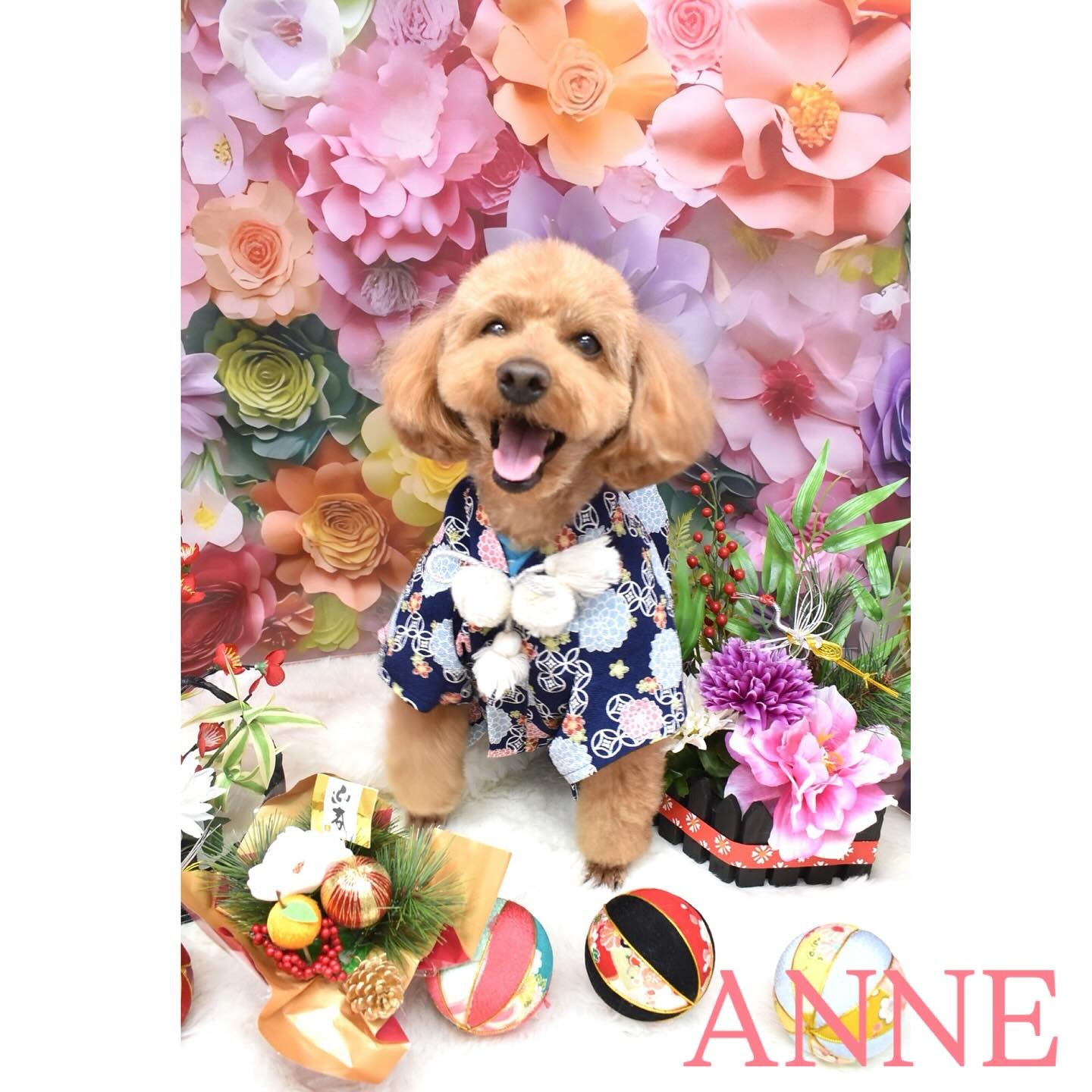 Images わんわんスタイルANNE