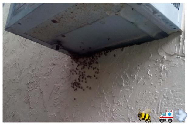 Images A Team Wildlife Removal & Bee Removal Miami