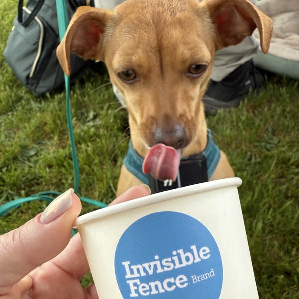 Fresh Invisible Fence® trained puppy in Lehigh Valley