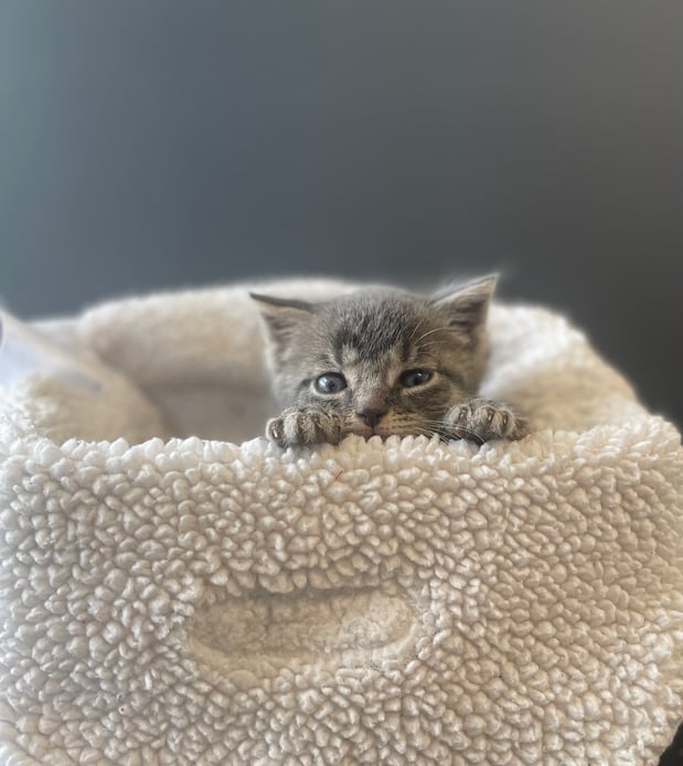 Images Pets First Veterinary Clinic