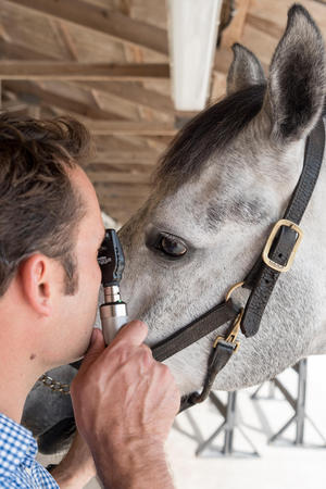 Images Palm Beach Equine Clinic