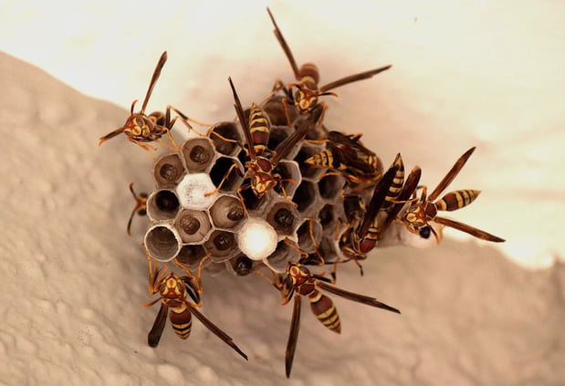 Images Safe Haven Pest Control