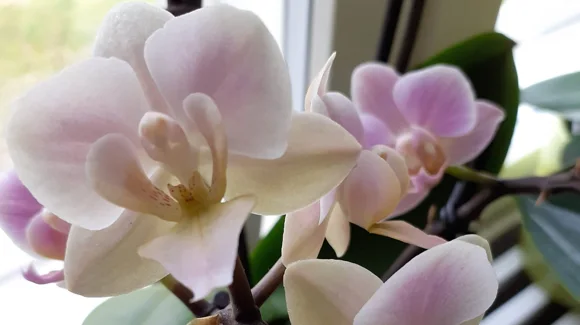 Images Korsnäs Blomster- och Begravningstjänst