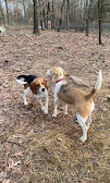Images Frederick Farm Puppies