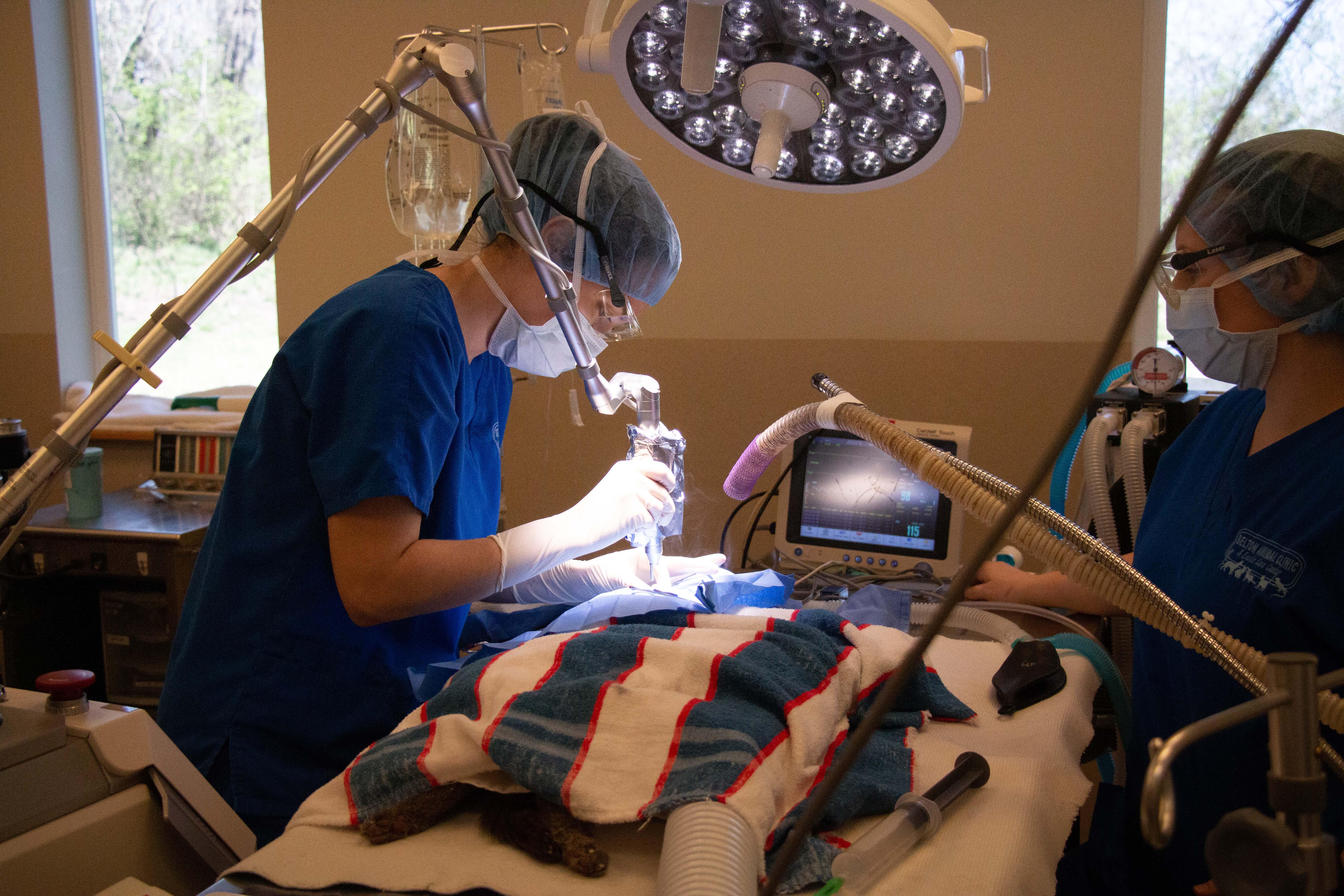 Belton's veterinary team is experienced conducting all kinds of surgical procedures. Following some of the most stringent protocols in the industry, our veterinarians routinely conduct spays/neuters, dental surgery, and many, many other procedures for our patients.