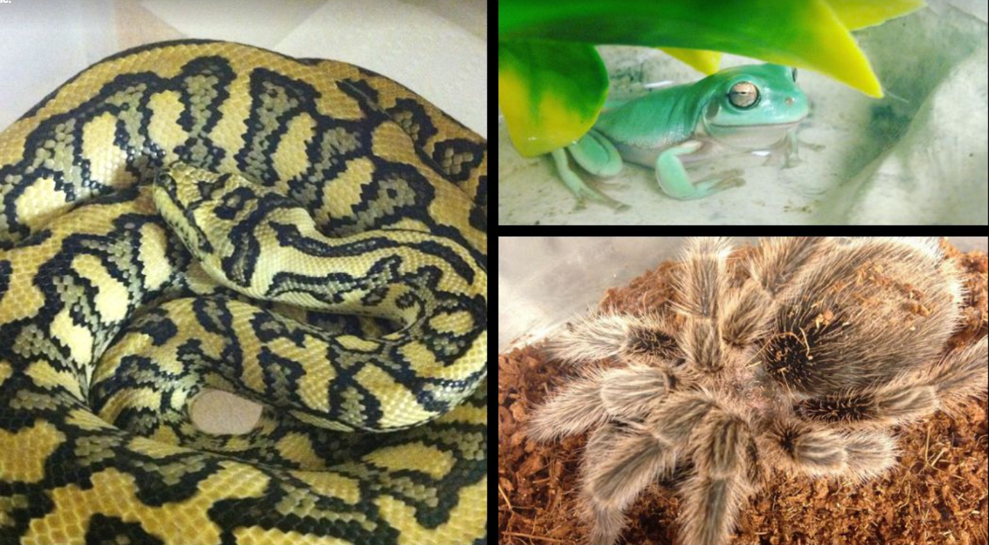 Jabberwock Reptiles - Reptiles, Inverts, and Amphibians for Sale