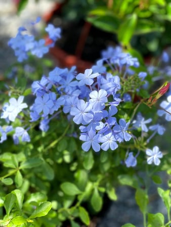 Images CW Willis Landscaping & Garden Center