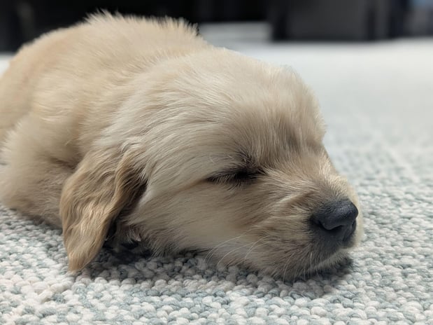 Images All About Flooring