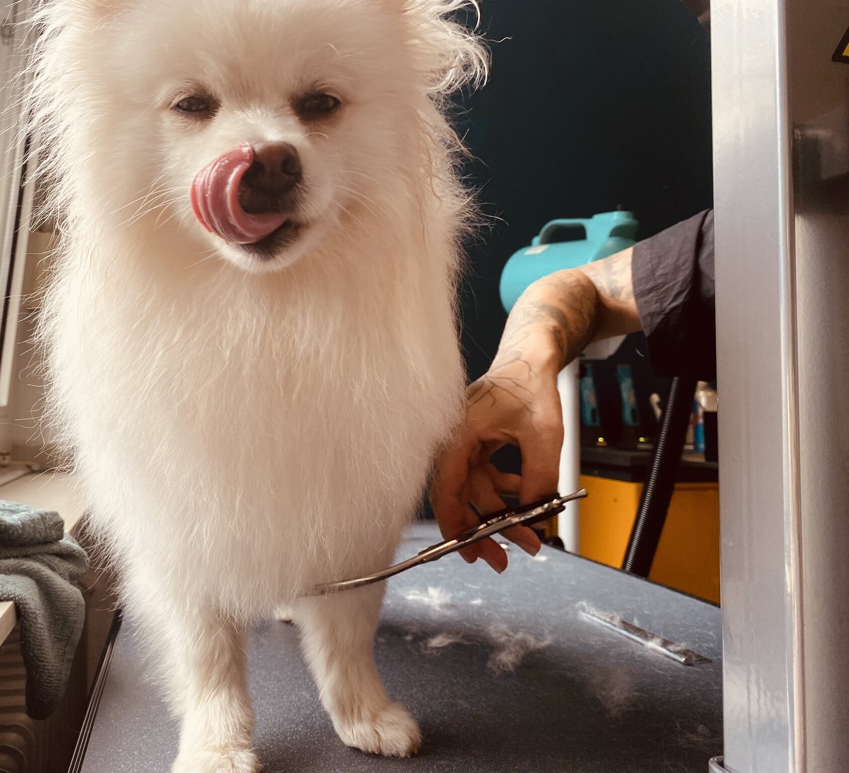 Artgerecht-dogspa, Gereonstraße 10 in Willich