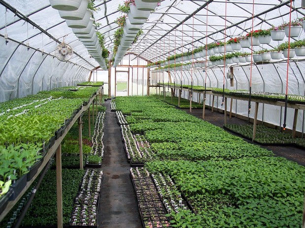 Images Freed's Greenhouse & Nursery