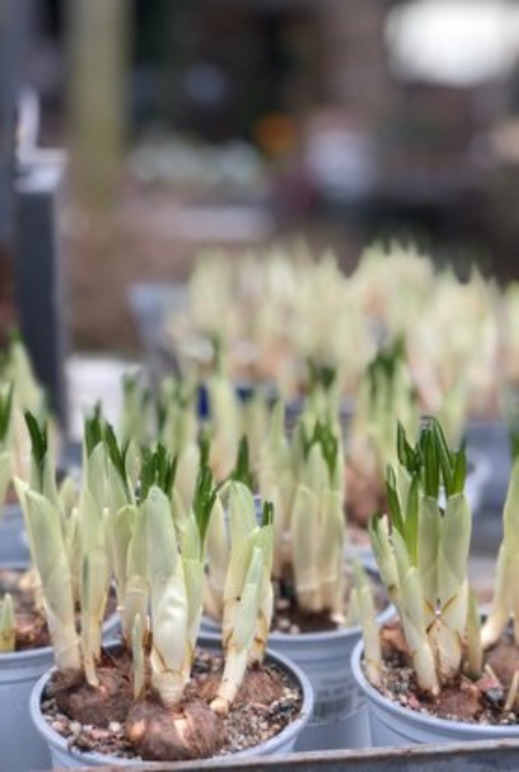 Images Bland Träd&häck Handelsträdgård AB