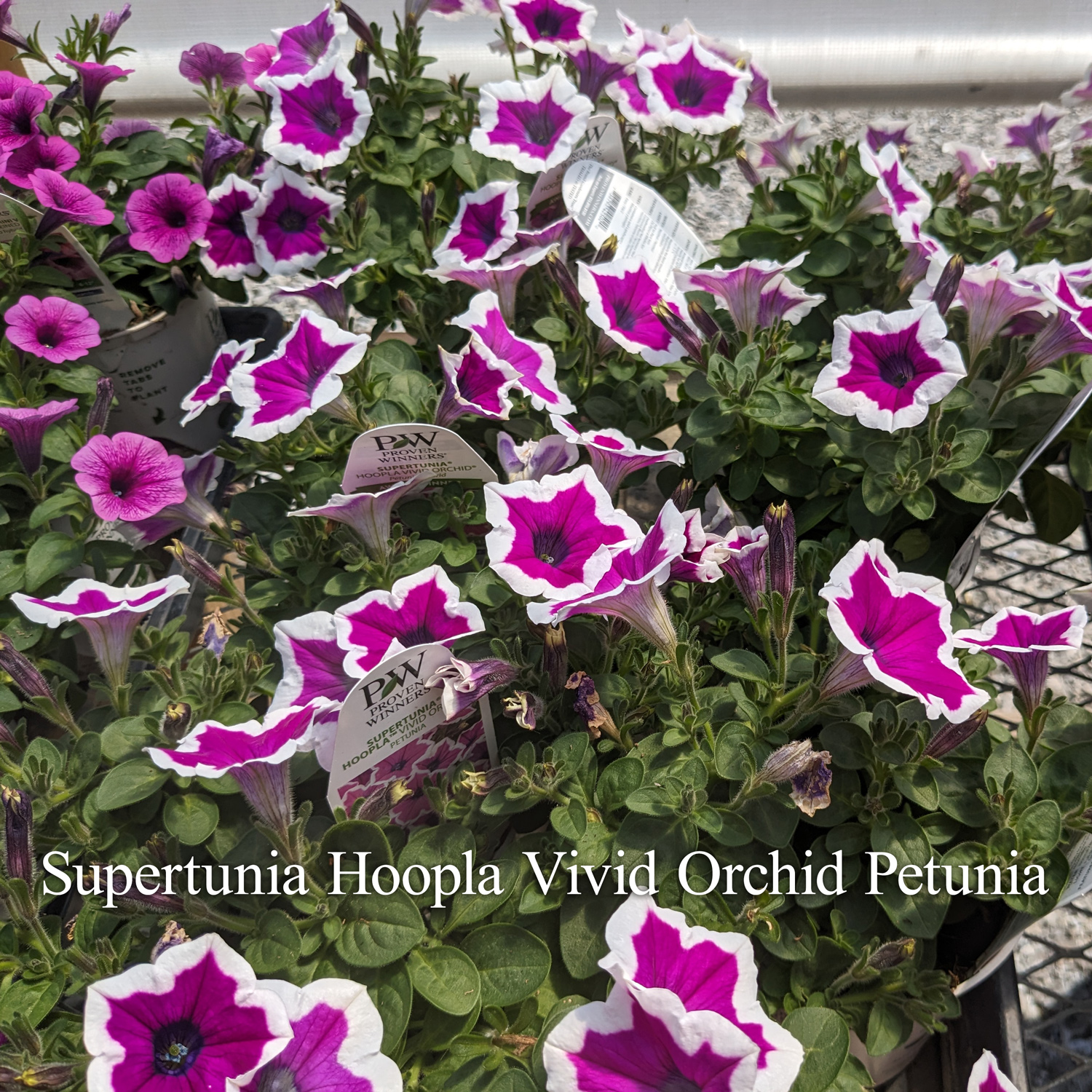 Supertunia Hoopla Vivid Orchid Petunia