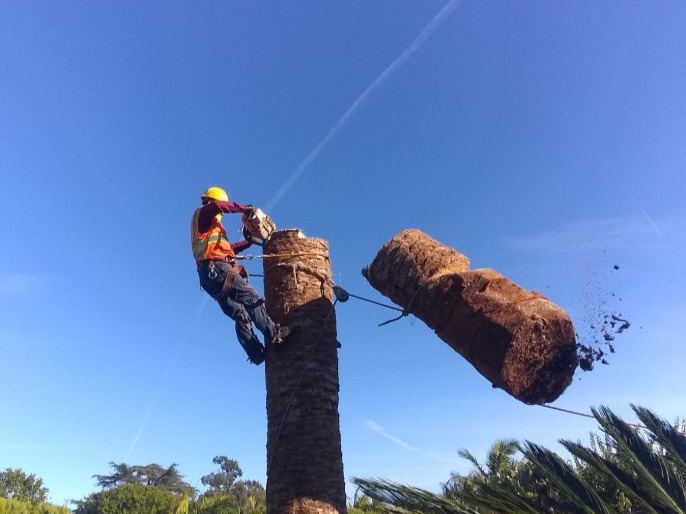 Images Cortez Tree Care Inc