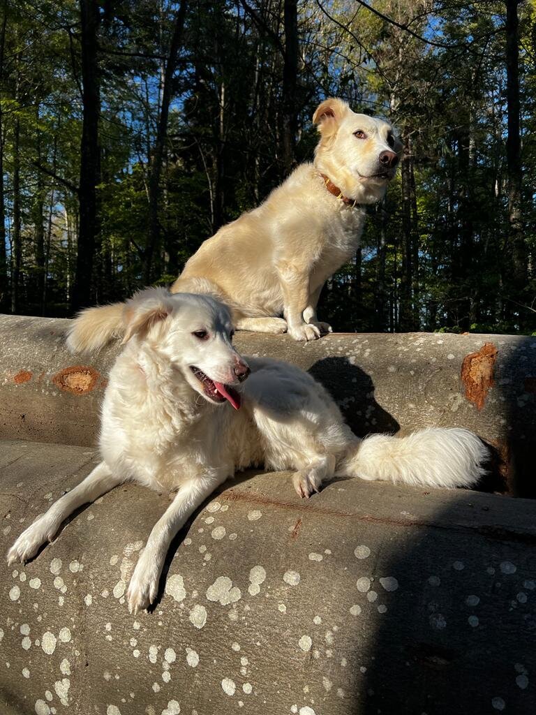 Bilder A-Z-Hundetraining