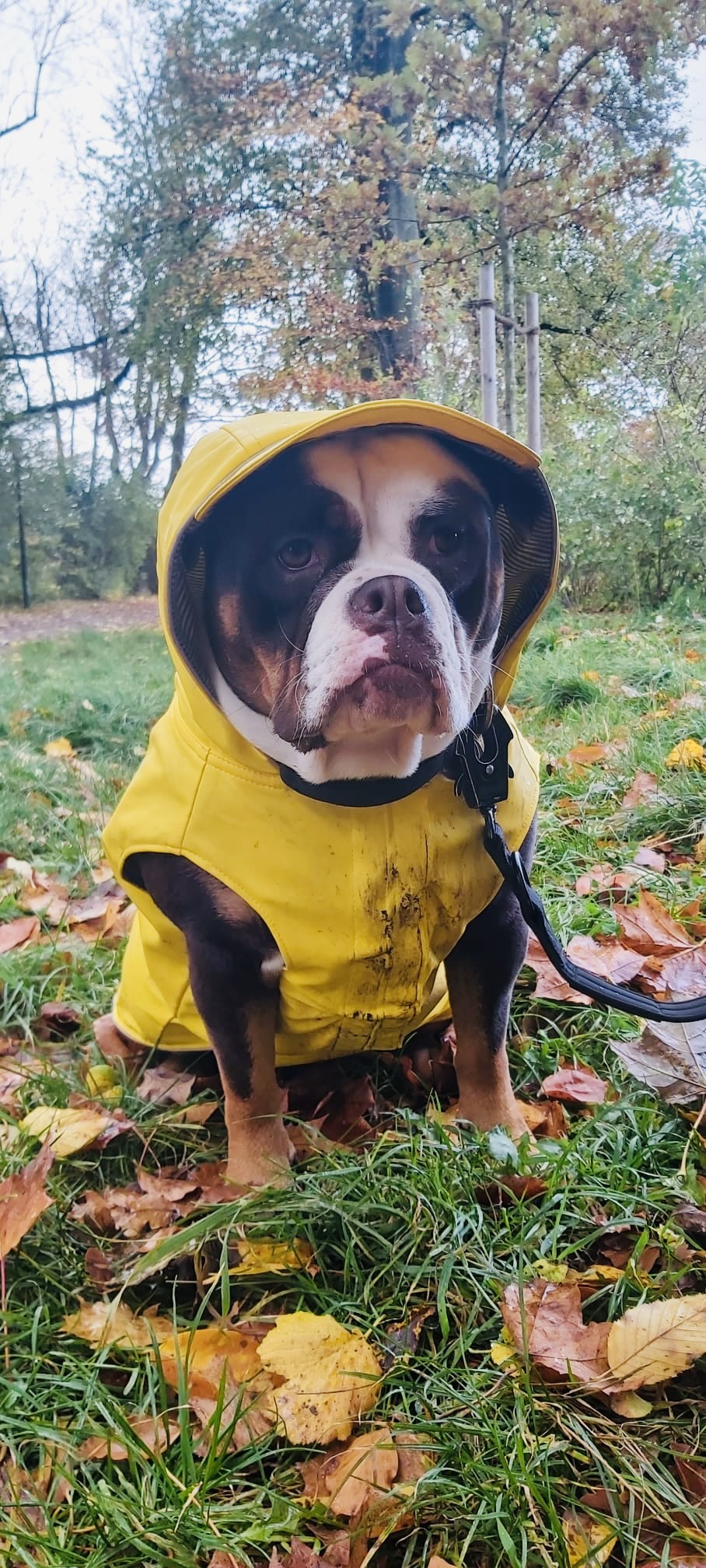 Hundecollege Hamburg, Farnstieg 9 in Hamburg