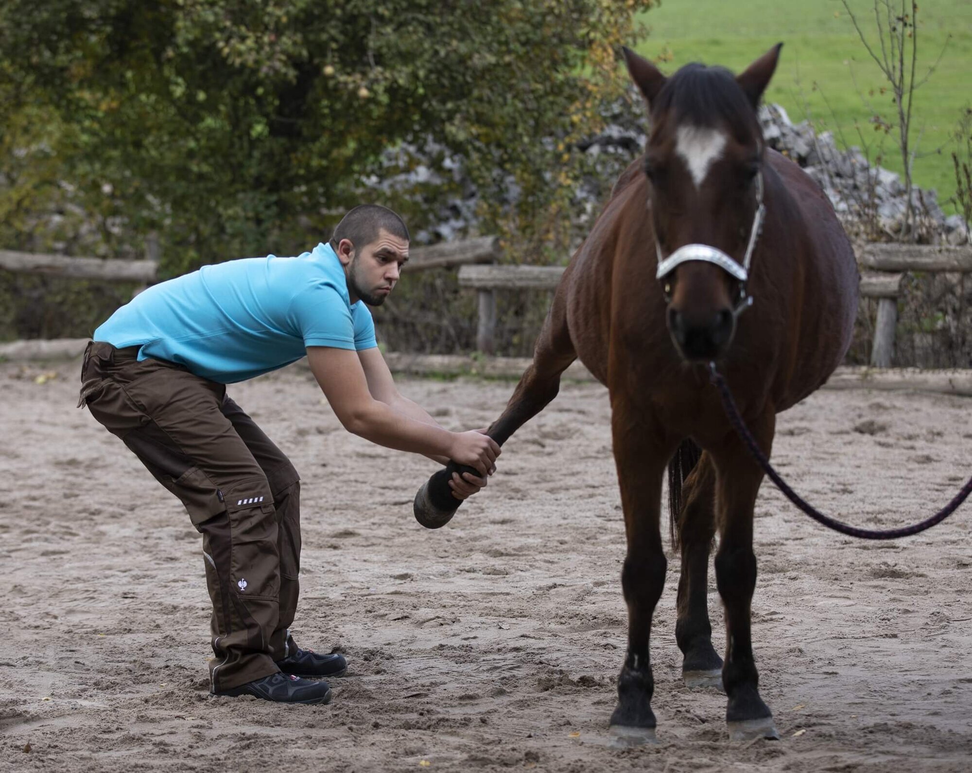 Tierphysiotherapie Leif Atkins - Mobile Physiotherapie für Pferde und Hunde in Ottweiler