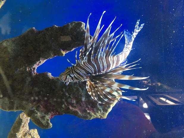 Images Greentree Pet Center