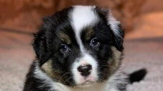 Images Personligt Hundfokus