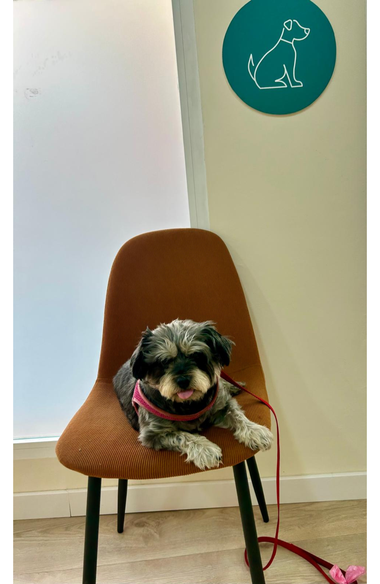 Images Clínica Veterinaria Judit