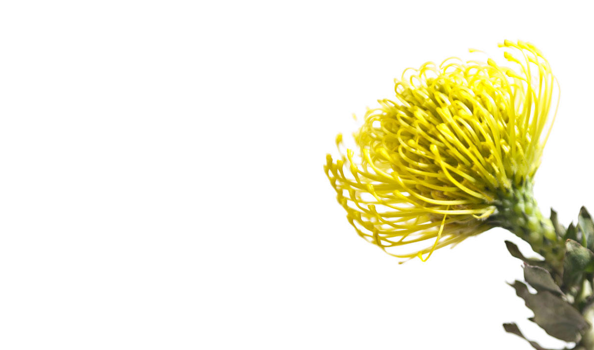 LE FLEURISTE.CH GmbH, Limmatstrasse 189 in Zürich