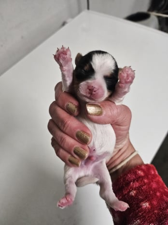 Images Bad, Beautiful & Bossy AKC Yorkies