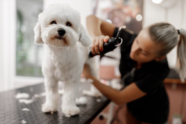 Images Dog Grooming Academy of Indianapolis