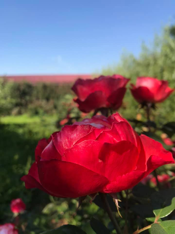 Images Le Tre Rose Società Agricola