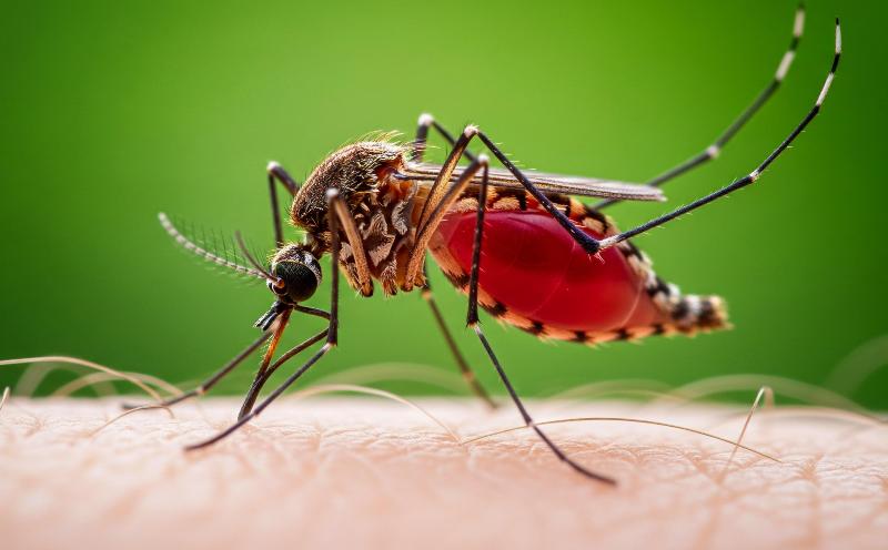 Images Servicerapido - Disinfestazione e Lavanderie Self Service