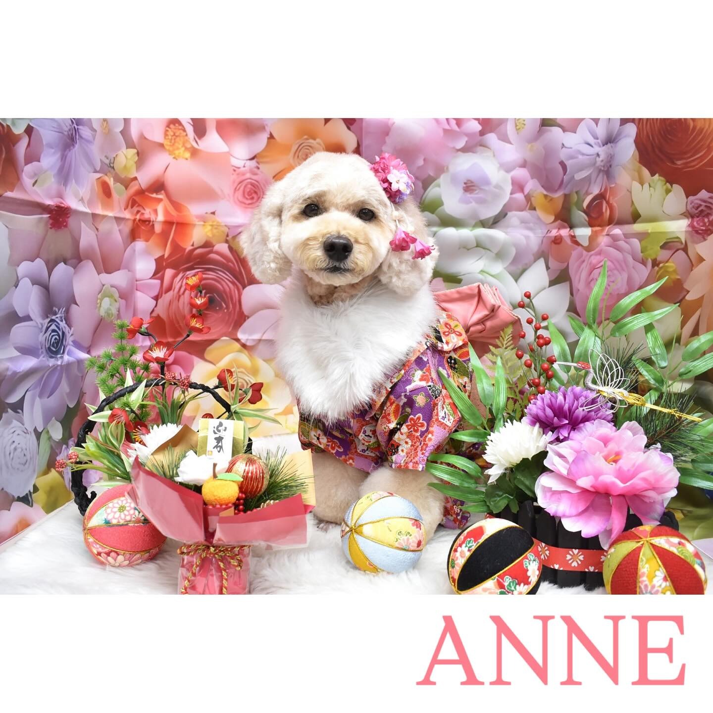 Images わんわんスタイルANNE