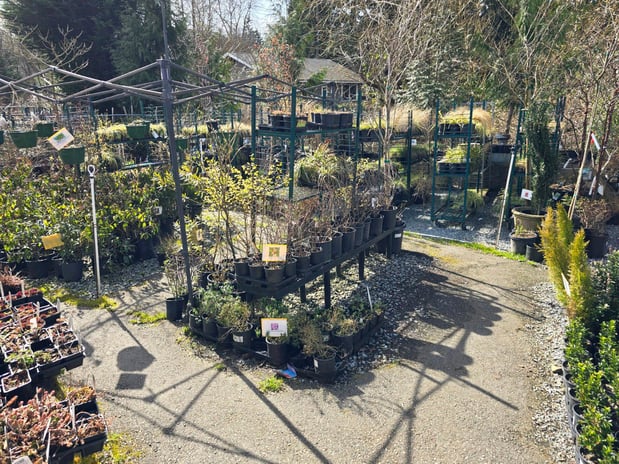 Images Rosso Gardens